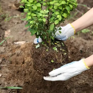 Lad naturen arbejde for dig - plant om efteråret!